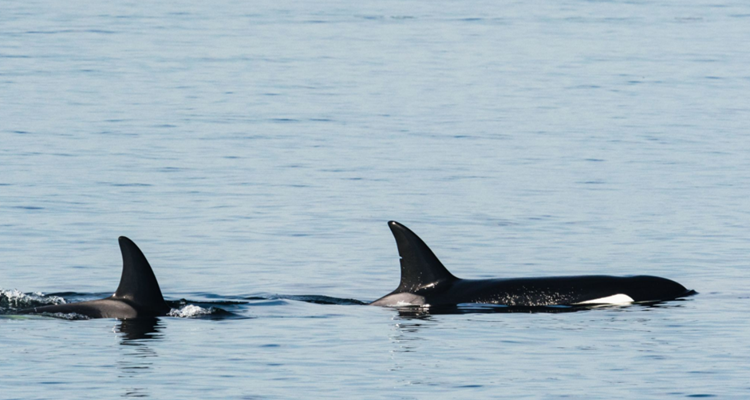 Killer Whales