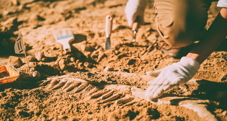Archaeologists