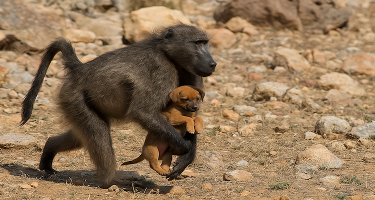 When Baboons Kidnap Puppies: Nature’s Strangest Bond