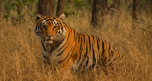 A Bengal tiger camouflaged in dry grass in an Indian forest