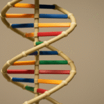 Model of the DNA double helix structure