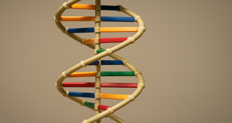 Model of the DNA double helix structure