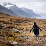Lone penguin on rugged terrain