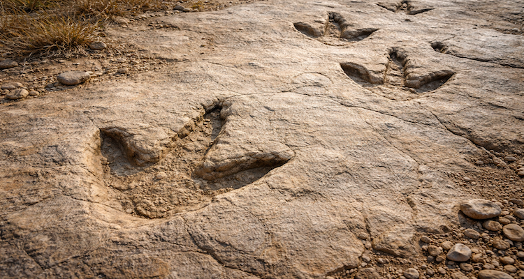 Dinosaur footprints in weathered rock