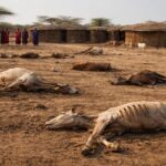 Drought's toll on Maasai livestock