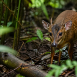 Alert in the forest undergrowth
