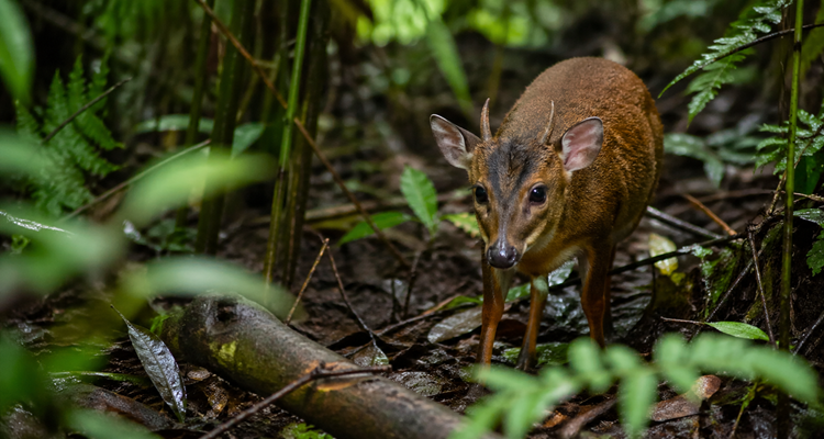 Alert in the forest undergrowth