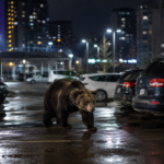 Bear strolls through urban parking lot