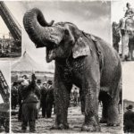 AI-generated vintage-style collage illustrating Mary the Elephant, circus handlers, and the 1916 Tennessee railroad-yard incident.